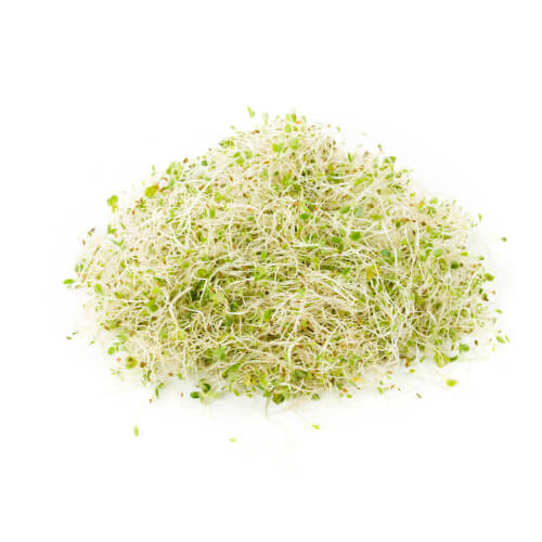 Alfalfa Sprouts