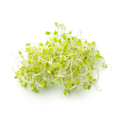 Broccoli Sprouts